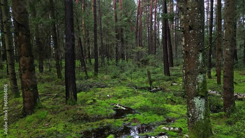 Wallpaper Mural Tracking shot of bog and pine forest, beautiful nature landscape, 4k Torontodigital.ca