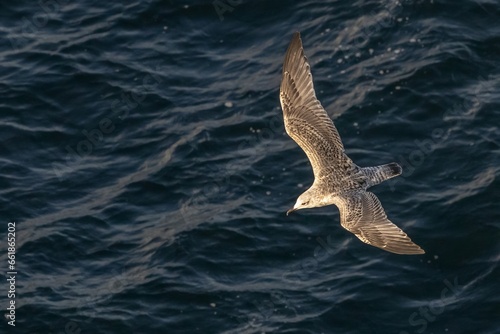 great skua with spread wings close over the sea
