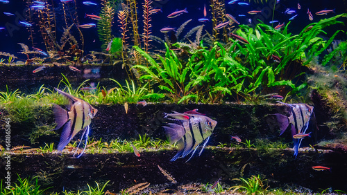 Tropical fish Pterophyllum scalare altum photo