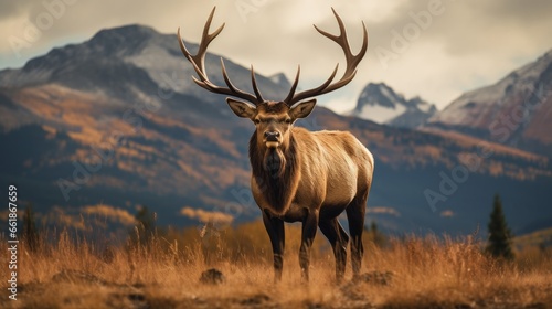 Huge Bull Elk photo