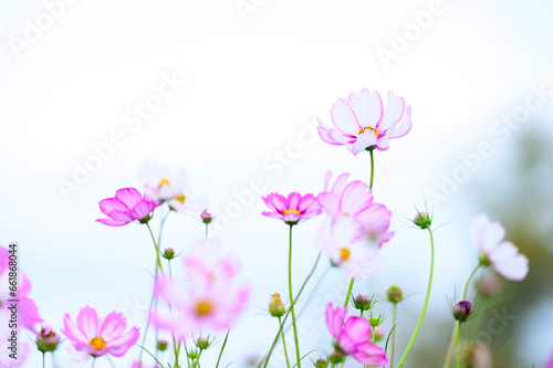 秋桜