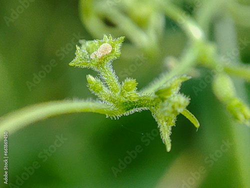 close up of a leaf