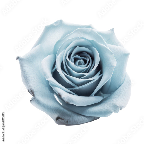 blue rose isolated on white