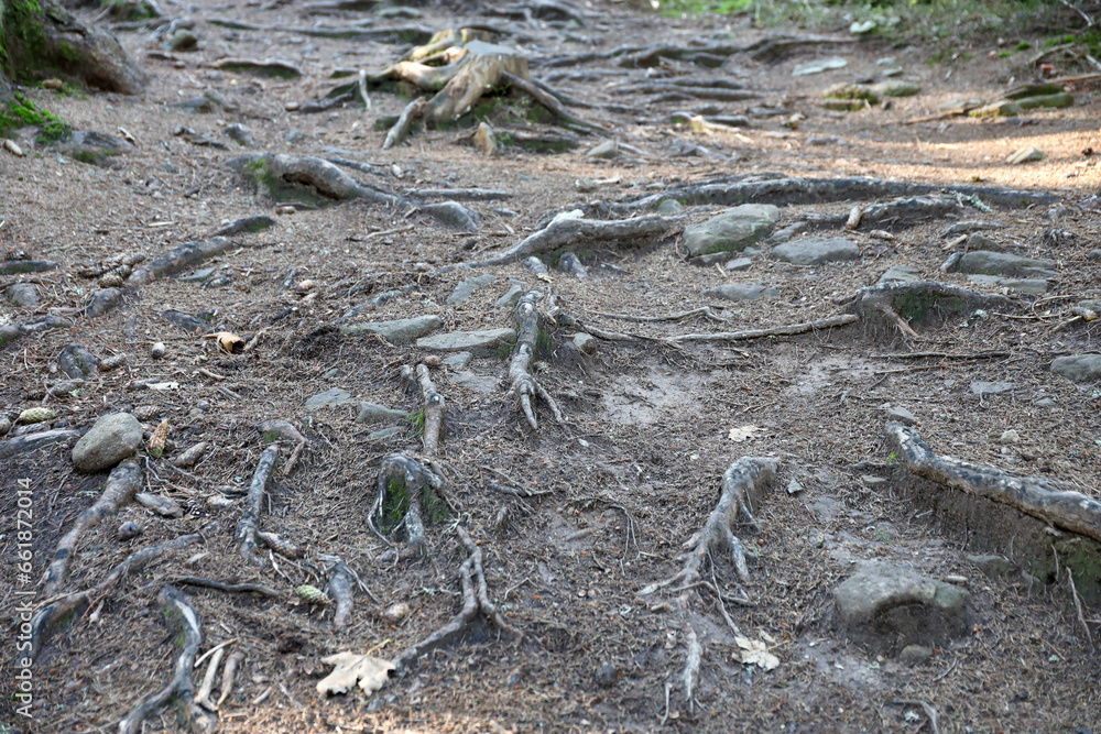 Many big and visible roots of old tree in mountain area forest Many big and visible roots of old tree in mountain area forest