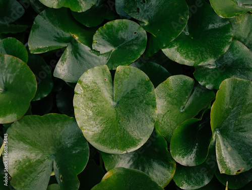 Lilly pads on a pond 