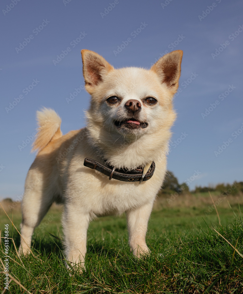 chihuahua in the grass