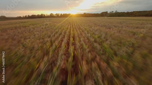 fpv drone flying over corn field sunset Vosges region