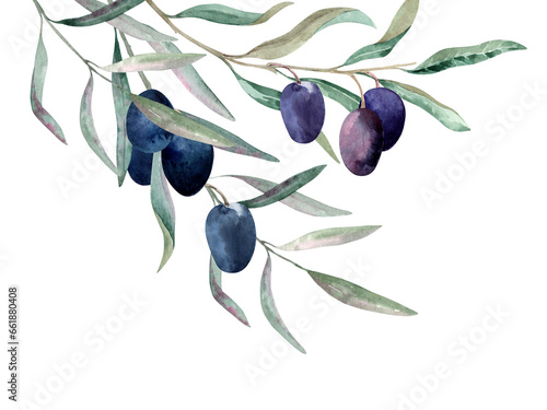 Olive tree branches with ripe fruits, green leaves. Garden natural composition with exotic plants. Watercolor hand drawn illustration isolated on white background for cards, menu, label, banner.