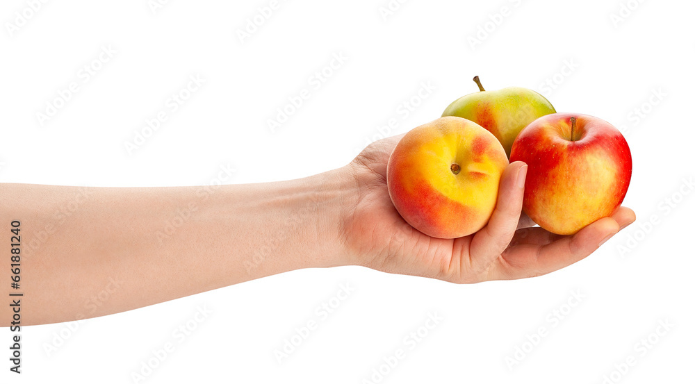 apple in hand path isolated on white apple in hand path isolated on white