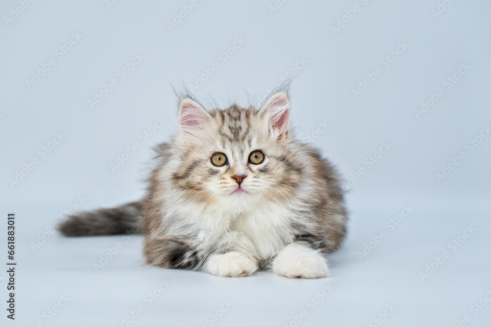 Siberian kitten on a colored background