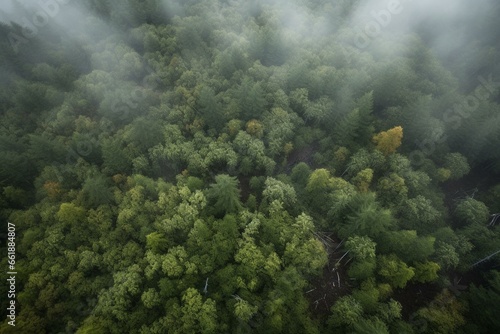 Aerial view of a forest in rain. Generative AI
