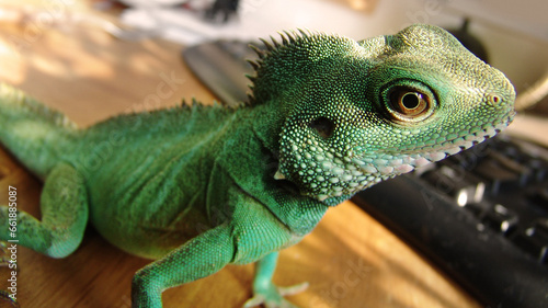 Green  scales and closeup of an iguana in a house for adventure  exploring or a unique creature. Pet  home and a lizard or tropical animal in a room for wildlife  camouflage or exotic reptile