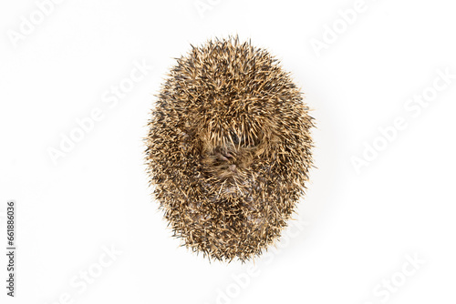 Igel im Studio Hintergrund Weiss, süsses Tier.