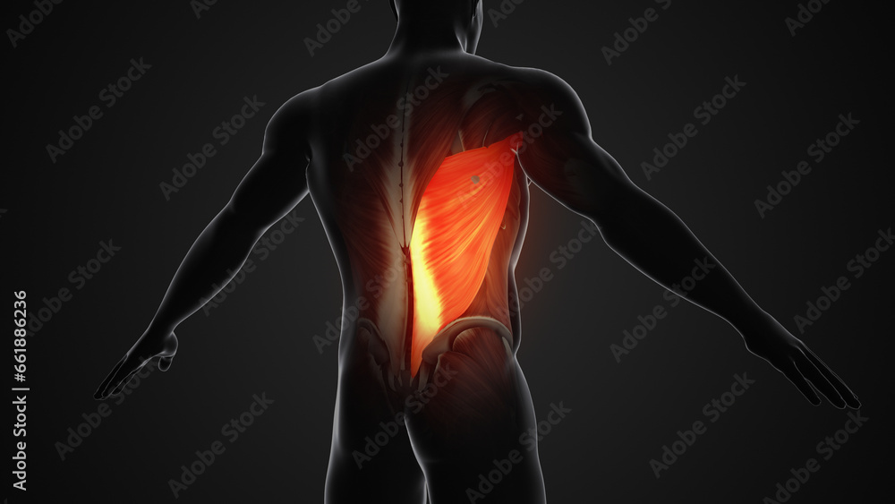 Obraz premium Pain and injury in the Latissimus Dorsi Muscles