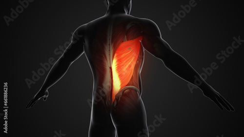 Pain and injury in the Latissimus Dorsi Muscles photo