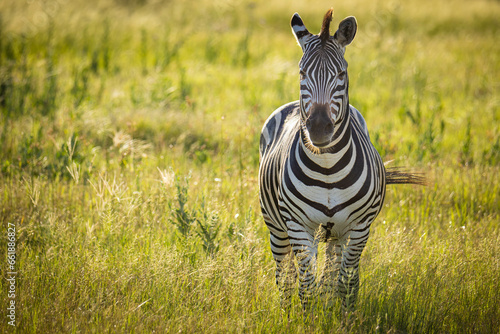 Canvas Print Zebra
