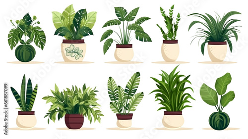 Dive into the world of indoor greenery with our diverse houseplant collection, featuring various shapes and sizes to enhance your home decor. photo