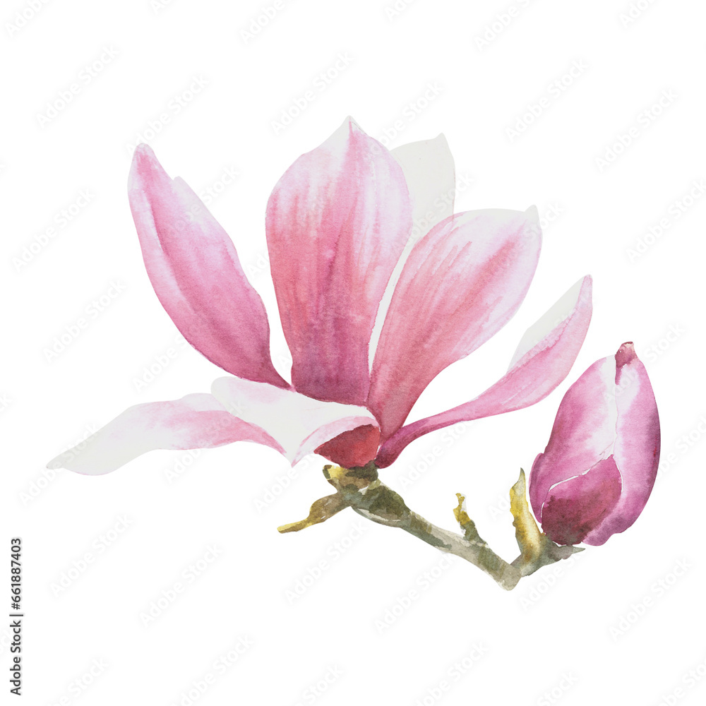 Magnolia pink flower Watercolor. Hand drawn Illustration isolated on white background. For the design of greetings, invitations, anniversaries, weddings, birthdays cards