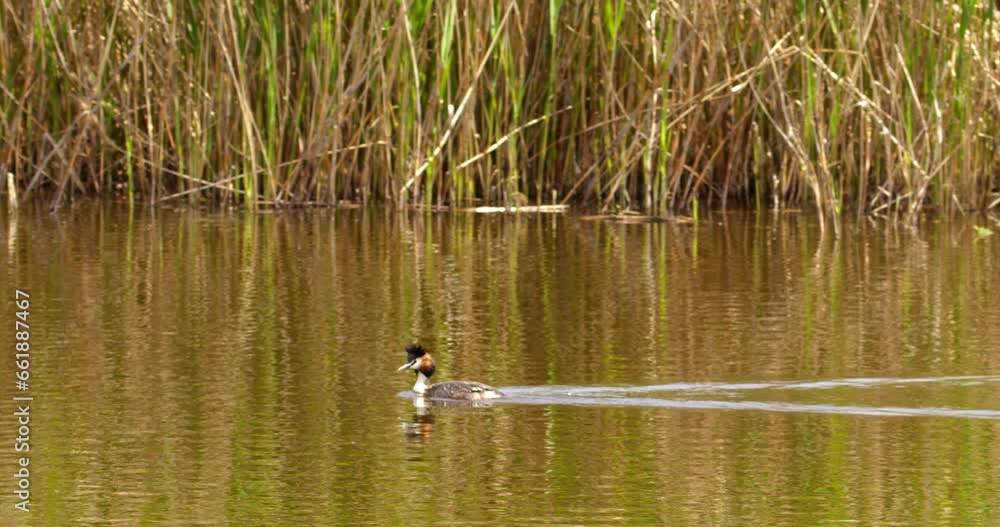 Crested grebe swims in the lake in early spring Crested grebe swims in the lake in early spring