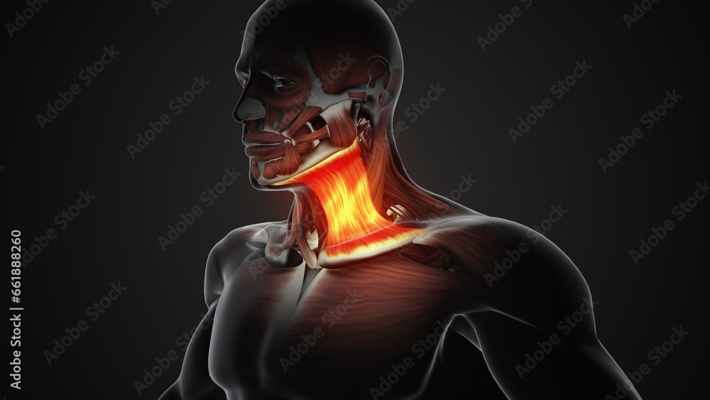 Pain and injury in the Sternocleidomastoid Muscles Pain and injury in the Sternocleidomastoid Muscles