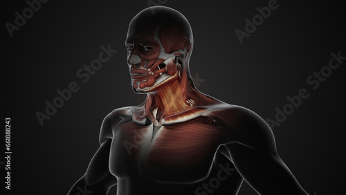 Pain and injury in the Sternocleidomastoid Muscles photo