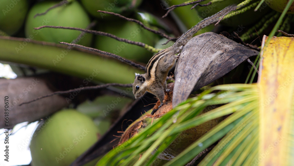 Close up of a chipmunk sitting on a coconut tree. Close up of a chipmunk sitting on a coconut tree.