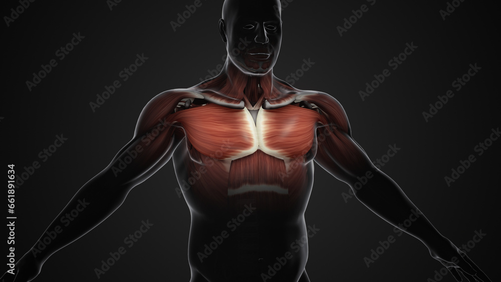 Pain and injury in the Chest Pectoralis Major and Minor Muscles Stock ...
