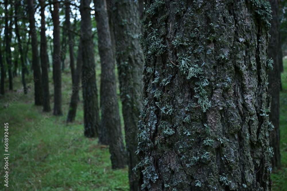 Obraz premium tree trunk in the forest