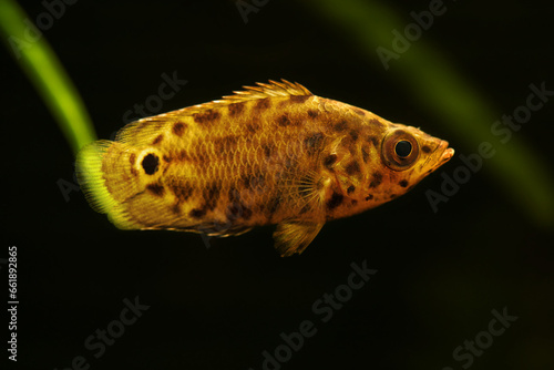 Leopard bush fish, Ctenopoma acutirostre aggressive behaviour tropical aquarium freshwater spotted leaf fish