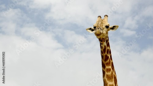 A funny isolated giraffe chewing in slow motion looking at the camera with clouds in the background