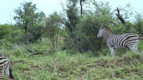 Group of zebras crossing the static plane in the savanna