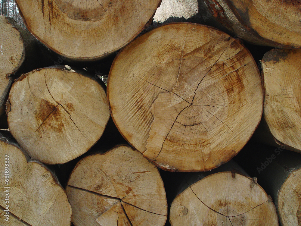 Trees, background and group of log wood in nature for deforestation, sustainability and timber industry. Closeup, ring patterns and circle textures of stump in environment, ecology or lumber resource Trees, background and group of log wood in nature for deforestation, sustainability and timber industry. Closeup, ring patterns and circle textures of stump in environment, ecology or lumber resource