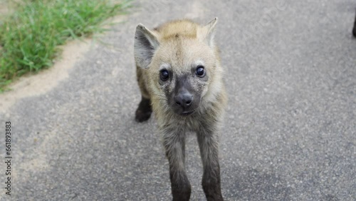 close-up shot of an adorable baby hyena approaching with curiosity and fearfulness