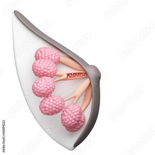 Milk production in breast mammary glands for mom and woman health concept. 3D rendering. photo