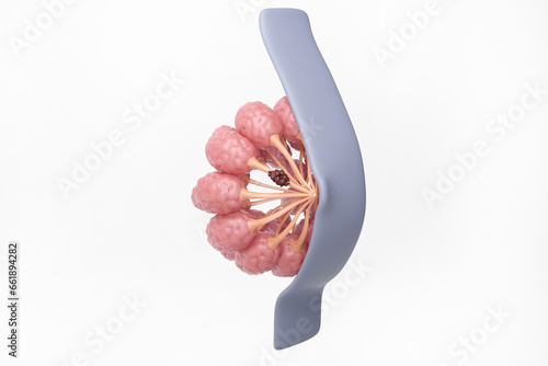 Breast cancer cells at milk ducts, Ductal carcinoma in situ isolated white background, woman medical and treatment, 3D rendering. photo