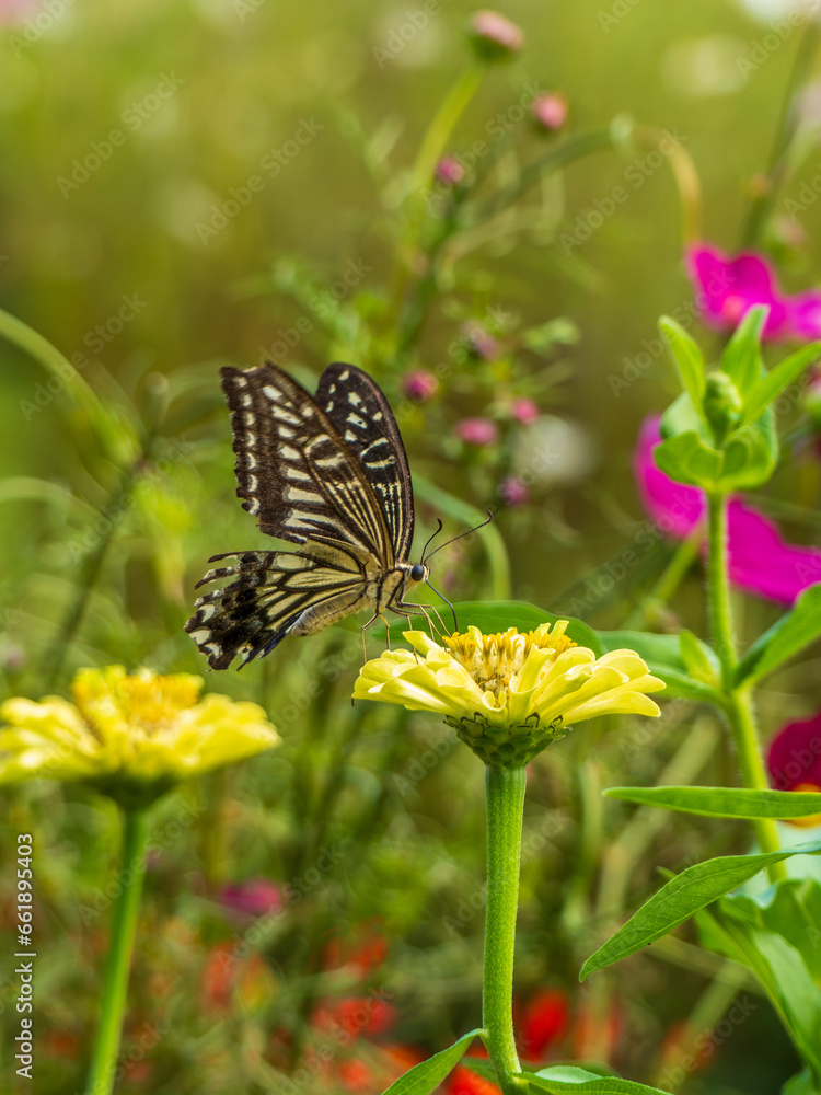 Obraz premium アゲハ蝶とお花と