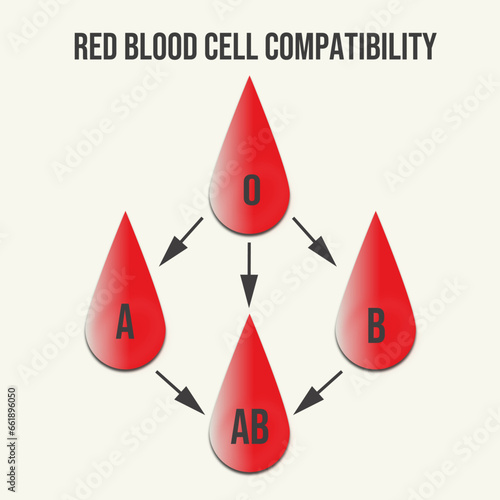 Red blood cell compatibility Blood transfusion donor Day  