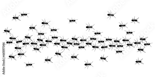 ants trail line of working ants on white background