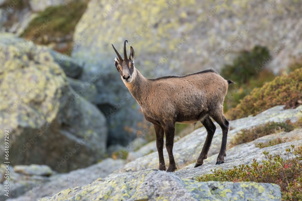 Alpine chamois or mountain wild goat (Rupicapra rupicapra) standing ona rock with rocks background, Alps Mountains, Italy.