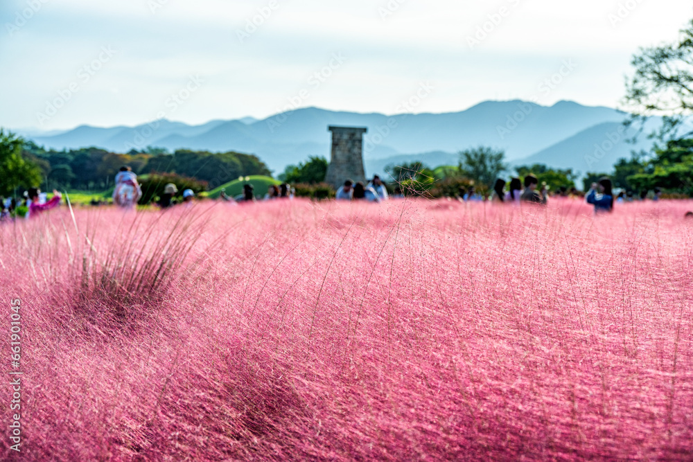 Pink meadow in the autumn. South Korea.