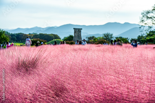 Obraz na płótnie Pink meadow in the autumn. South Korea. w salonie