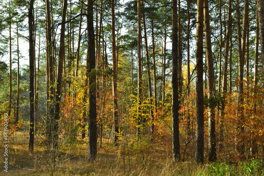 The tall, slender trunks of the pine trees in the autumn woods under the evening sun The tall, slender trunks of the pine trees in the autumn woods under the evening sun