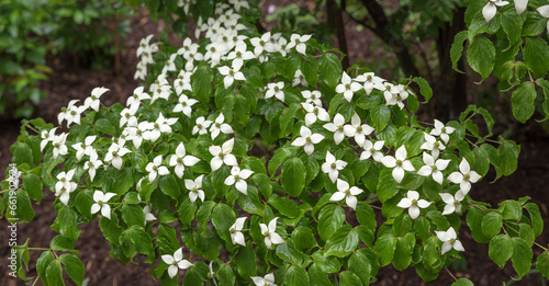 chinese white flowering dogwood, cornus kousa chinensis shrub photo