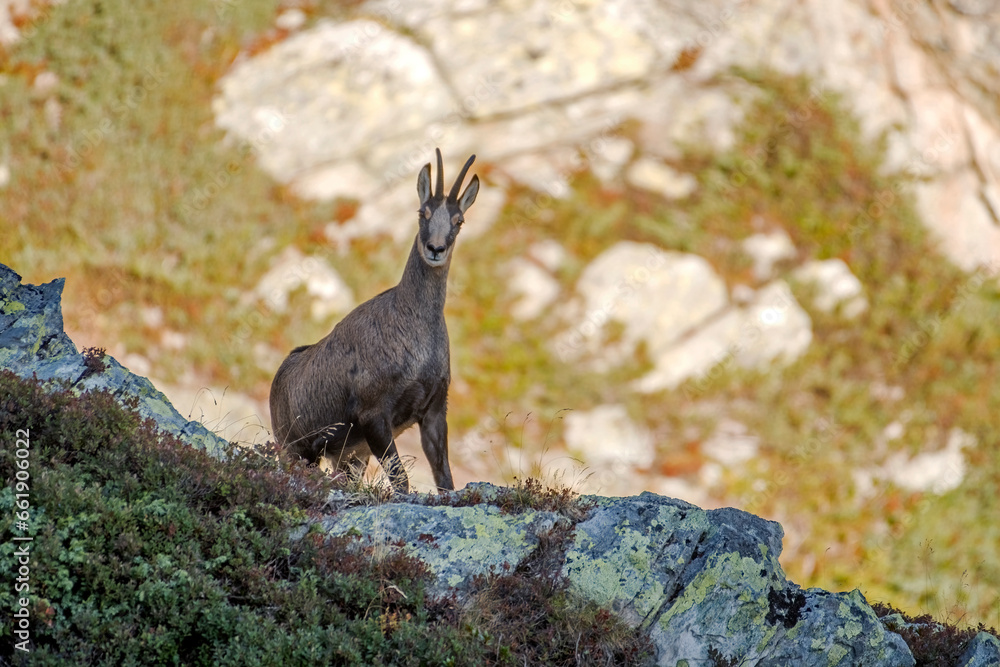 Alpine chamois standing on the edge of a cliff with sunny alpine grassy slopes in the background, Rupicapra rupicapra, horizontal, Alps Mountains, Italy.