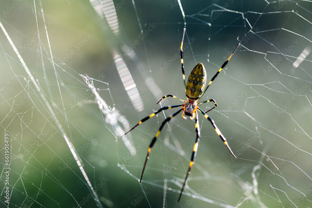 Triconephila Clavata, also known as the Zoro Spider, lives in southeastern Asia. Triconephila Clavata, also known as the Zoro Spider, lives in southeastern Asia.