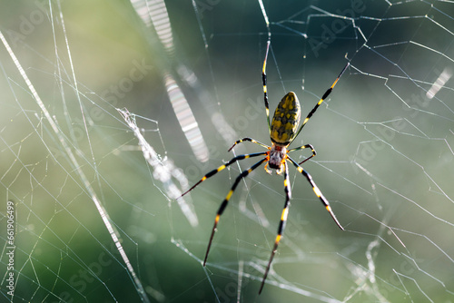 Triconephila Clavata, also known as the Zoro Spider, lives in southeastern Asia.