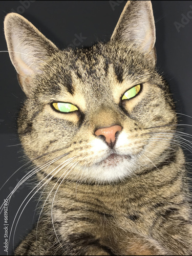 Wallpaper Mural scary cat with glowing reflective eyes Torontodigital.ca