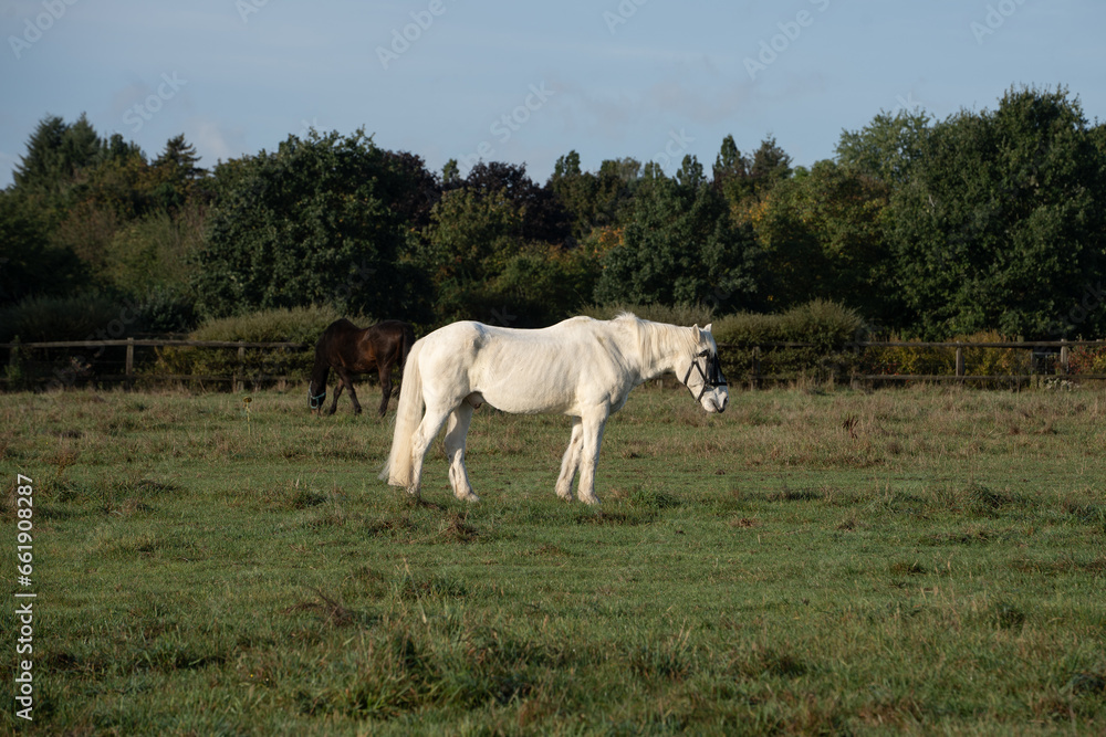 Obraz premium white Gray horse on a pasture 