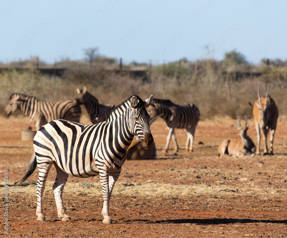 Obraz premium A view of zebra