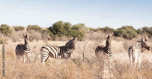 A view of zebra